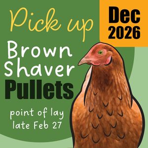 Chickens For Sale Brown Shavers: Pre-Order for December 2026 | Brown Shaver Pullets 10 Weeks of Age | Laying Hens | Pickup Only