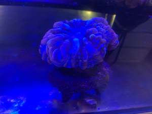 Reefer Lps Sps Stock: Donut Coral