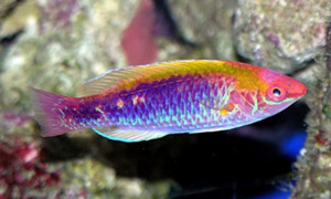 Multicolor Lubbock's Fairy Wrasse