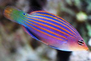 Sixline Wrasse