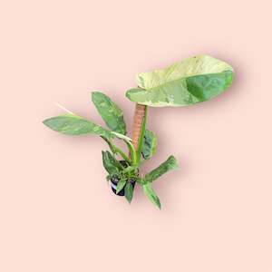 Plants: Philodendron Jose Buono 14cm