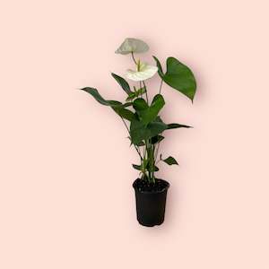 Plants: Anthurium Medium White 12cm