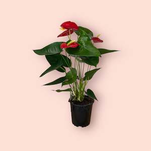 Plants: Anthurium Royal Red 12cm