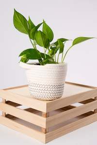 Snow Blossom Basket 12cm