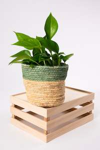 Nature's Nest Basket 12cm