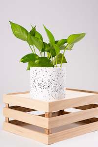 Plants Pots: Dream Pot 12cm