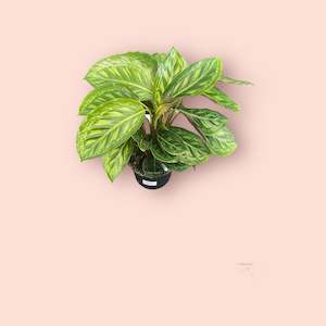 Calathea: Calathea Flamestar 14cm