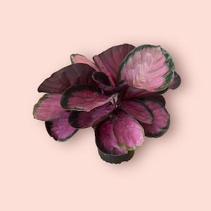Calathea: Calathea Rosey  14cm
