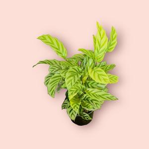 Calathea: Calathea Freddy 12cm
