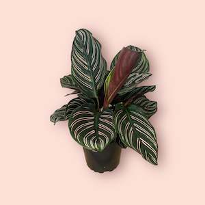 Calathea: Calathea Ornata 12cm