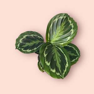 Calathea: Calathea Medallion 12cm