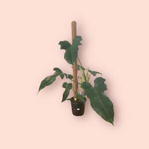 All Plants: Philodendron Golden Dragon 17cm
