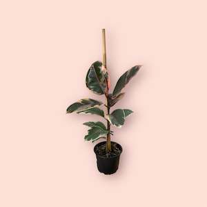 All Plants: Ficus Ruby 14cm