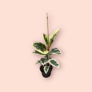 All Plants: Ficus Tineke 14cm