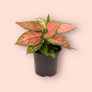 All Plants: Aglaonema Favonia 12cm