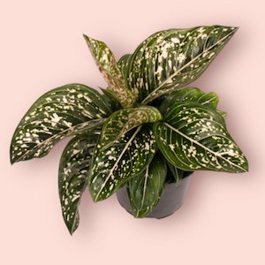 All Plants: Aglaonema Tom's Pride 12cm