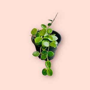 Hoyas: Hoya Mathilde 12cm