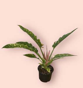 Philodendron: Philodendron Ring of Fire 14cm