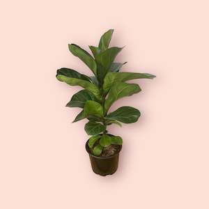 Ficus: Ficus Lyrata Bambino 14cm