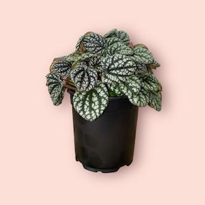 Peperomia: Peperomia Burbella 12cm