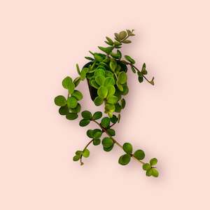 Peperomia: Peperomia Tetraphylla - Hope  14cm