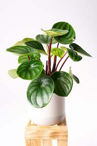 Peperomia: Peperomia Watermelon 12cm