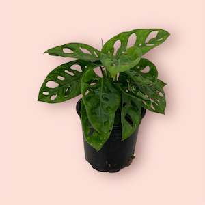 Monstera: Monstera Monkey Mask 12cm