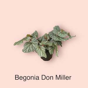 Begonia: Begonia Don Miller 12cm