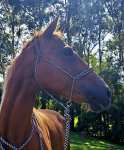 Products: Sliding Ring Knotless Rope Halter Areion