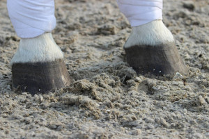 Products: GGT DRESSAGE Arena Surfaces NZ