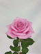 Pink Roses