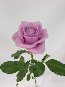 Products: Purple Roses