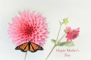 Card - Mother's Day
