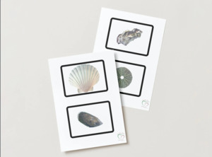 PDF Download Montessori Toddler Classified Cards - Shells - Aroha Nui Montessori and Beyond