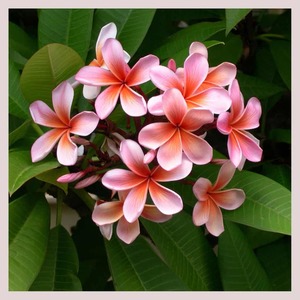Wild Frangipani Fragrance Oil