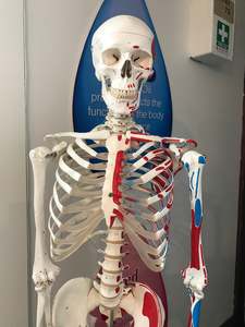 Frontpage: Applied Anatomy and Physiology (Micro-credential) (Level 5)