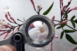 Frontpage: Certificate in Aroma Science (Micro-credential) (Level 4)