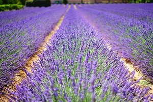 Bulk Essential Oils for NZ Businesses Apply for Trade Pricing Today