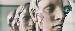 Courses: Certificate in Anatomy & Physiology