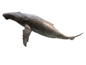 Nejat Kavvas: Humpback Whale - Limited Edition 1/9