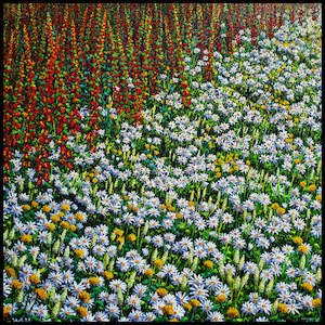 Foxgloves Marigolds and Oxeye Daisies