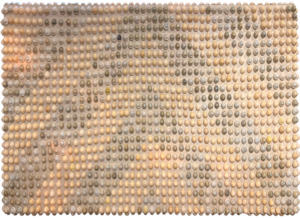 Charlotte Graham: Te ahua o te moana