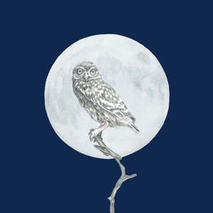 All: Moon and the Morepork