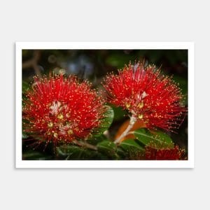 Products: Protea Brooch 1 Handmade Jewellery By Vanessa Fong - Art Collective