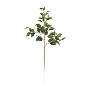 Ned Collections: Rogue Ficus Spray Green