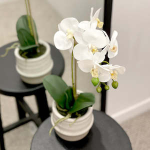 Butterfly Orchid in Ceramic Pot
