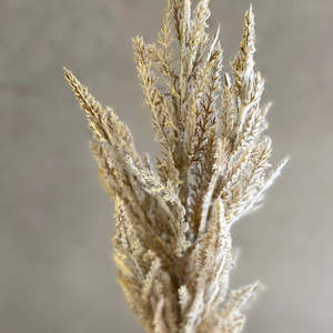 Pillowcases: Rogue Pampas Grass Spray Cream