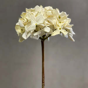 Grandiflora Hydrangea Cream