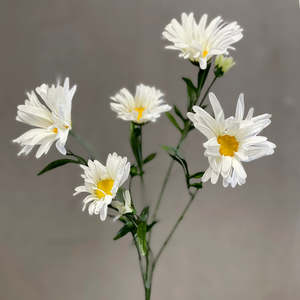 Shasta Daisy Spray White