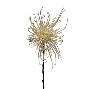 Homewares Living: Spider Mum Stem Winter White 71cm